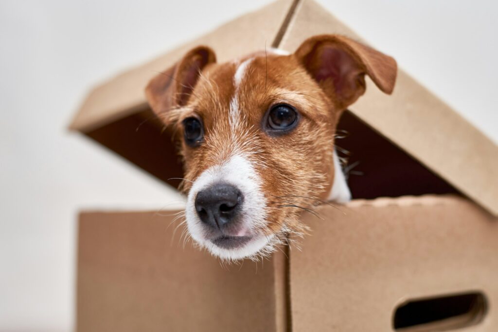 Animal Services